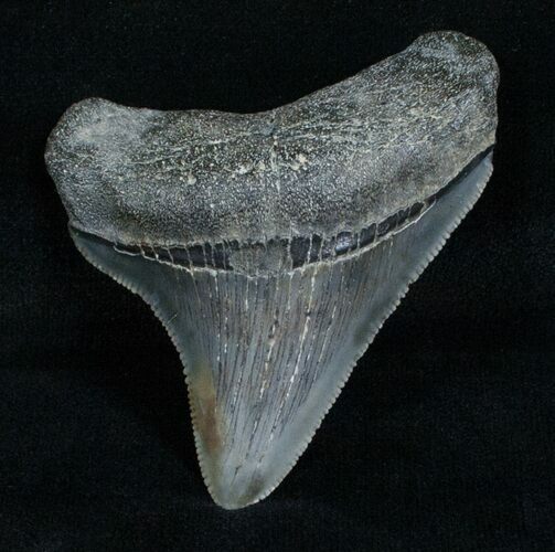 Inch Chubutensis Tooth - Megalodon Relative #4058